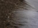 <img0*100:stuff/z/147496/Feathered%2520Dreams/P7040025.JPG>