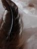 <imgr0*100:stuff/z/147496/Feathered%2520Dreams/P7040026%20%282%29.JPG>