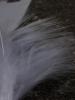 <imgl0*100:stuff/z/147496/Feathered%2520Dreams/P7040026.JPG>