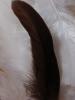 <imgr0*100:stuff/z/147496/Feathered%2520Dreams/P7040027%20%282%29.JPG>