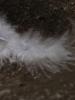 <imgr0*100:stuff/z/147496/Feathered%2520Dreams/P7040027.JPG>