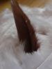 <imgr0*100:stuff/z/147496/Feathered%2520Dreams/P7040028%20%282%29.JPG>