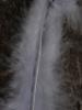 <imgr0*100:stuff/z/147496/Feathered%2520Dreams/P7040028.JPG>