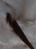 <imgr0*100:stuff/z/147496/Feathered%2520Dreams/P7040029%20%282%29.JPG>