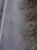 <imgr0*100:stuff/z/147496/Feathered%2520Dreams/P7040029.JPG>