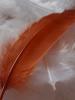 <imgr0*100:stuff/z/147496/Feathered%2520Dreams/P7040030%20%282%29.JPG>