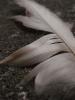 <imgl0*100:stuff/z/147496/Feathered%2520Dreams/P7040030.JPG>