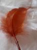 <imgr0*100:stuff/z/147496/Feathered%2520Dreams/P7040031%20%282%29.JPG>