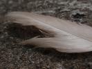 <img0*100:stuff/z/147496/Feathered%2520Dreams/P7040031.JPG>