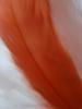 <imgr0*100:stuff/z/147496/Feathered%2520Dreams/P7040032%20%282%29.JPG>