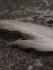 <imgr0*100:stuff/z/147496/Feathered%2520Dreams/P7040032.JPG>