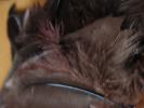 <img0*100:stuff/z/147496/Feathered%2520Dreams/P7040033.JPG>