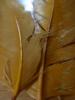 <imgr0*100:stuff/z/147496/Feathered%2520Dreams/P7040034.JPG>