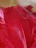 <imgr0*100:stuff/z/147496/Feathered%2520Dreams/P7040035.JPG>