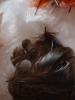 <imgr0*100:stuff/z/147496/Feathered%2520Dreams/P7040039.JPG>
