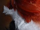 <img0*100:stuff/z/147496/Feathered%2520Dreams/P7040040.JPG>