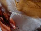 <img0*100:stuff/z/147496/Feathered%2520Dreams/P7040041.JPG>