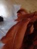 <imgr0*100:stuff/z/147496/Feathered%2520Dreams/P7040042.JPG>