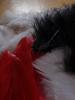 <imgr0*100:stuff/z/147496/Feathered%2520Dreams/P7040043.JPG>