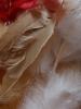 <imgr0*100:stuff/z/147496/Feathered%2520Dreams/P7040044.JPG>