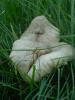 <imgr0*100:stuff/z/147496/Fungal%2520Fun/P6210133.JPG>