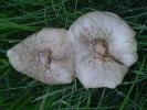 <img0*100:stuff/z/147496/Fungal%2520Fun/P6210134.JPG>