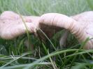 <img0*100:stuff/z/147496/Fungal%2520Fun/P6210135.JPG>