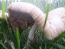 <img0*100:stuff/z/147496/Fungal%2520Fun/P6210136.JPG>