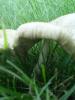 <imgl0*100:stuff/z/147496/Fungal%2520Fun/P6210137.JPG>