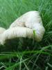 <imgl0*100:stuff/z/147496/Fungal%2520Fun/P6210138.JPG>
