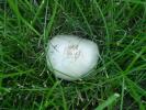 <img0*100:stuff/z/147496/Fungal%2520Fun/P6210139.JPG>