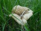 <img0*100:stuff/z/147496/Fungal%2520Fun/P6210140.JPG>