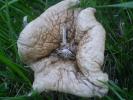 <img0*100:stuff/z/147496/Fungal%2520Fun/P6210141.JPG>