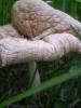 <imgr0*100:stuff/z/147496/Fungal%2520Fun/P6210142.JPG>