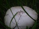 <img0*100:stuff/z/147496/Fungal%2520Fun/P6210143.JPG>