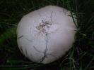 <img0*100:stuff/z/147496/Fungal%2520Fun/P6210144.JPG>