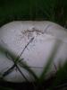<imgr0*100:stuff/z/147496/Fungal%2520Fun/P6210145.JPG>