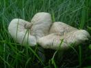 <img0*100:stuff/z/147496/Fungal%2520Fun/P6210146.JPG>