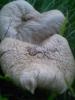 <imgr0*100:stuff/z/147496/Fungal%2520Fun/P6210147.JPG>