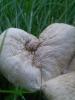 <imgr0*100:stuff/z/147496/Fungal%2520Fun/P6210148.JPG>