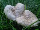 <img0*100:stuff/z/147496/Fungal%2520Fun/P6210149.JPG>