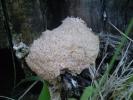 <img0*100:stuff/z/147496/Fungal%2520Fun/P6210150.JPG>