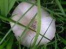 <img0*100:stuff/z/147496/Fungal%2520Fun/P6210154.JPG>