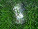 <img0*100:stuff/z/147496/Fungal%2520Fun/P6210155.JPG>