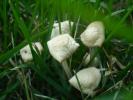 <img0*100:stuff/z/147496/Fungal%2520Fun/P6210163.JPG>