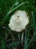 <imgr0*100:stuff/z/147496/Fungal%2520Fun/P6210164.JPG>