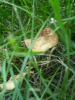 <imgr0*100:stuff/z/147496/Fungal%2520Fun/P6210165.JPG>