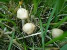 <img0*100:stuff/z/147496/Fungal%2520Fun/P6210166.JPG>