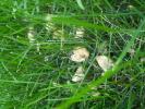 <img0*100:stuff/z/147496/Fungal%2520Fun/P6210170.JPG>