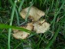 <img0*100:stuff/z/147496/Fungal%2520Fun/P6210171.JPG>